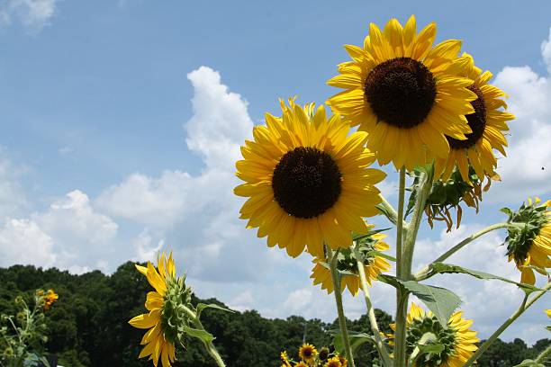 Sunflowers Sunflowers brightening up a summer day. kiawah island stock pictures, royalty-free photos & images