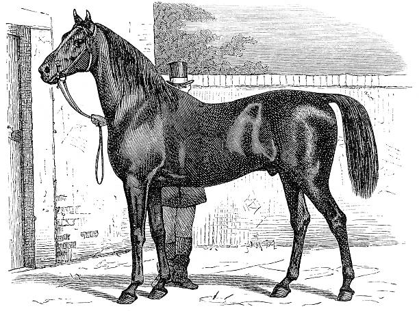 trakehner 블랙 스탈리온 - trakehner horse stock illustrations