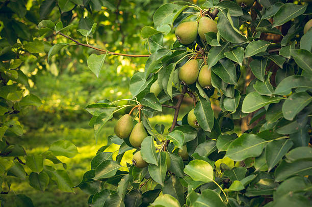 Summer harvest of pear  Duchess varieties Abundance in the orchard. Beautiful pear tree with ripening fruit. Summer fruit harvest pear tree photos stock pictures, royalty-free photos & images