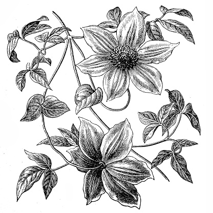 Illustration of a clematis flowers