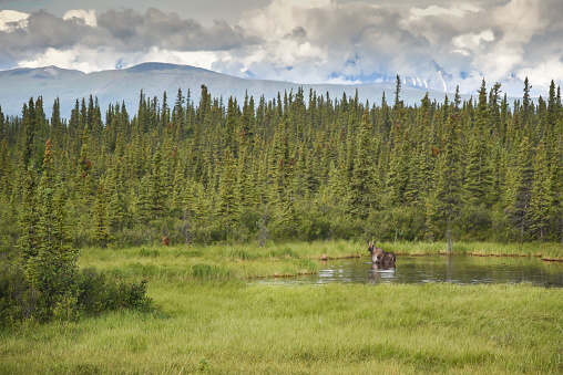 Alaska Moose in Pond Against Summer Landscape