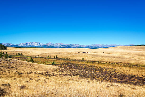 champs secs dans le wyoming - bighorn mountains photos et images de collection