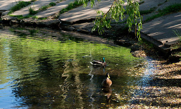 istock Urban small lake at summer sunny day with ducks 543991478