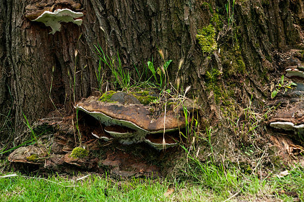 istock Very Large Fungi on a stump 543991732
