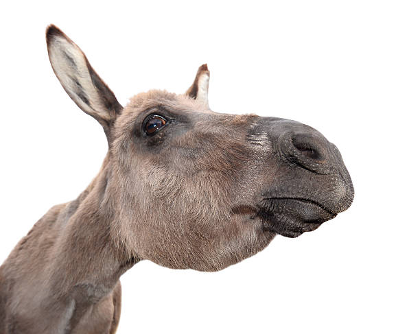 burro gris divertido, alegre y curioso - mulish fotografías e imágenes de stock