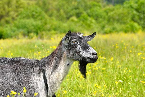 istock Rural landscape with a goat grazing on a green meadow 543992078
