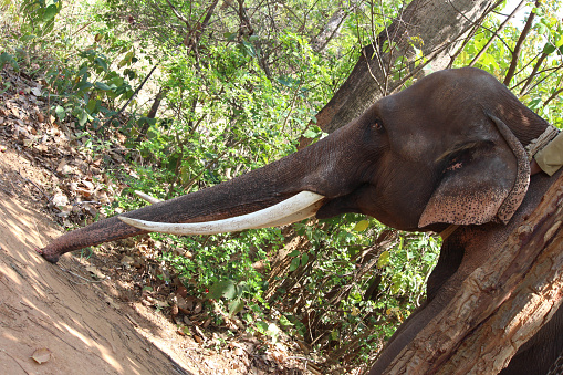 wild indian elephant Tusk or Tusks Detailed during safari in jim corbett national park forest or tiger reserve uttarakhand india