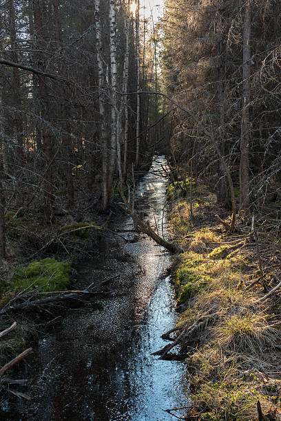 istock Straght ditch in wetland forest in Finland 543993204