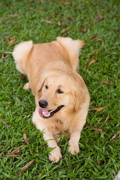 istock Golden Retriever on nature background 543993336