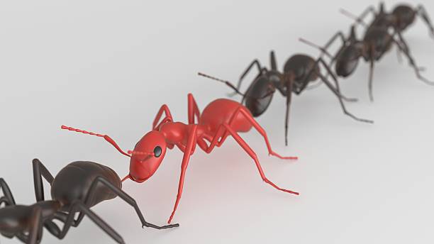 istock Red ant standing out from Black ants 543995258