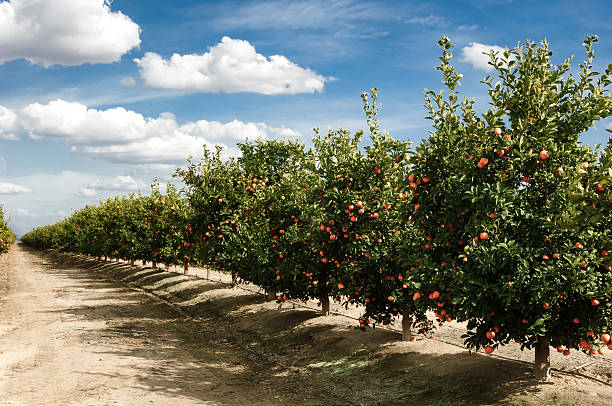 orchard der mandarine bäume - wäldchen stock-fotos und bilder