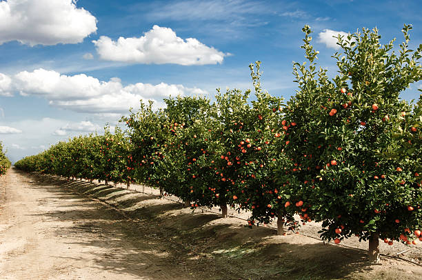 Orchard of Mandarin Orange Trees Orchard of mandarin orange trees with ripening oranges still on trees. grove stock pictures, royalty-free photos & images