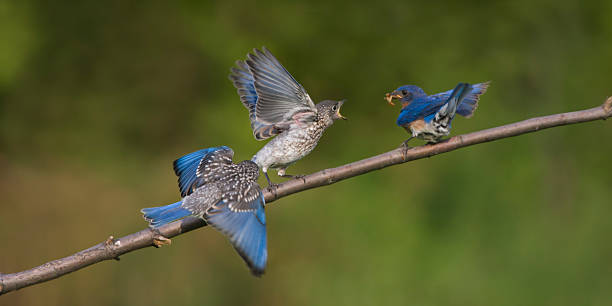 istock Bluebird Feeding Frenzy 543996456