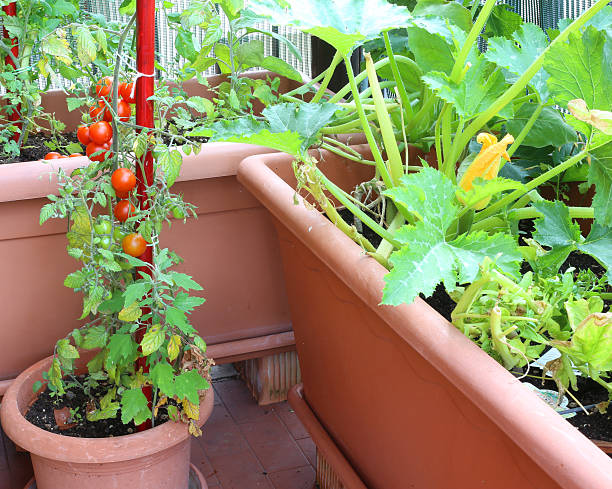 istock plants of tomatoes and zucchini 543996606