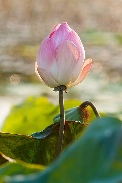 Lotus flower stock photo