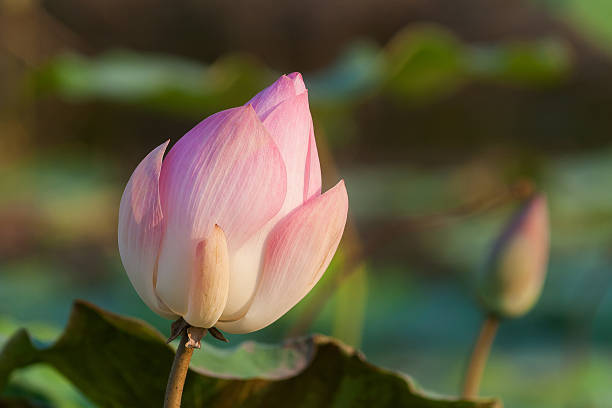 Lotus flower stock photo