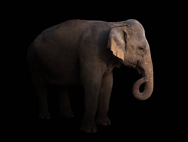 istock female asia elephant in the dark 543997954