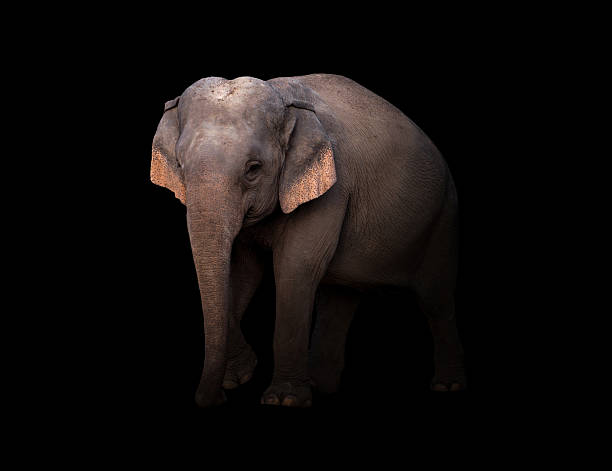 istock female asia elephant in the dark 543997996