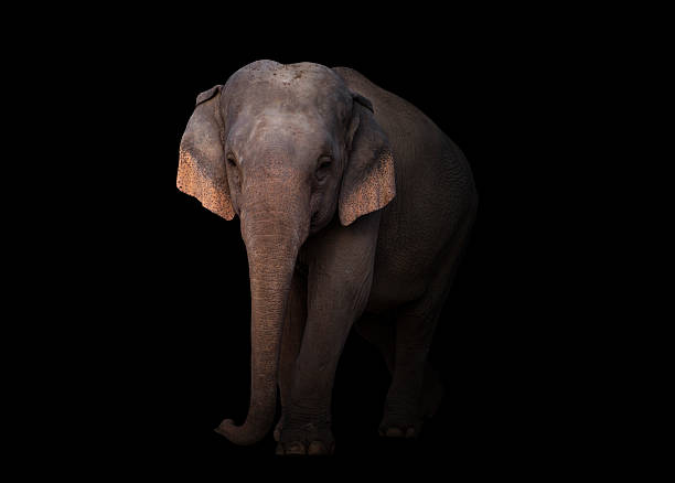 istock female asia elephant in the dark 543998220