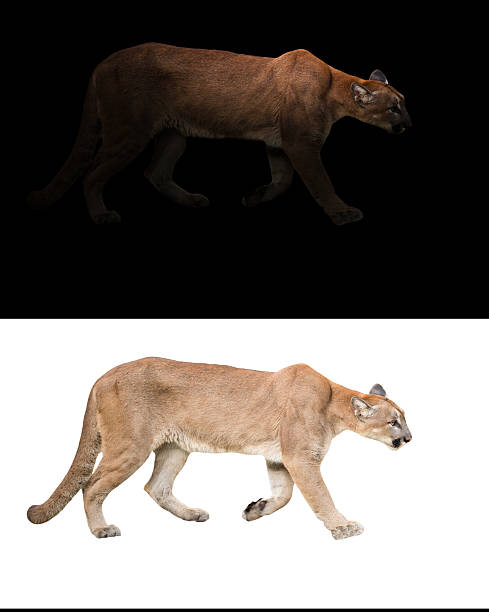 istock puma (Panthera onca) in the dark and white background 543998486