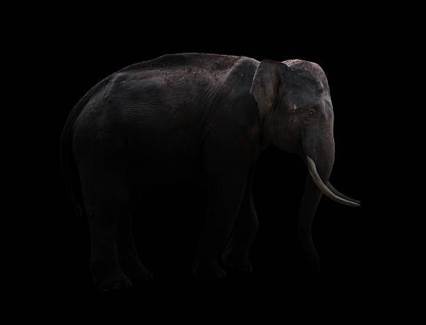 istock male elephant standing at night time 543998898