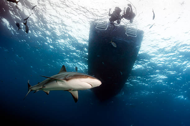 Shark Below the dive boat Reef Shark Circling Below a Dive Boat blacktip reef shark stock pictures, royalty-free photos & images