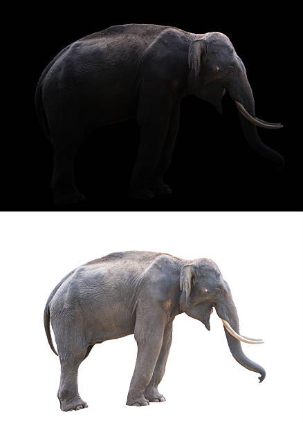 istock male elephant on dark and white background 543998968