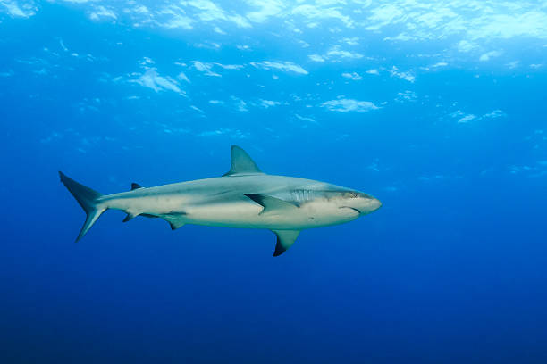 istock Sharks in the Ocean 543999418