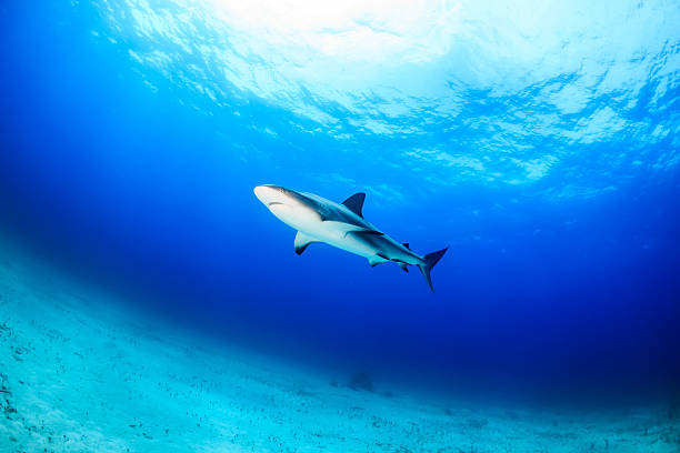 istock Reef Sharks in blue water 543999452