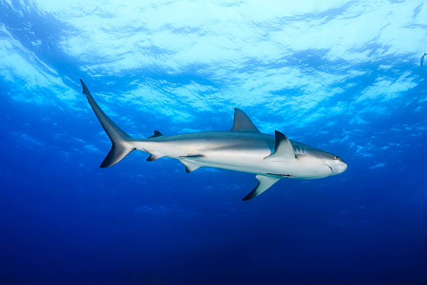 istock Reef Sharks in blue water 543999462