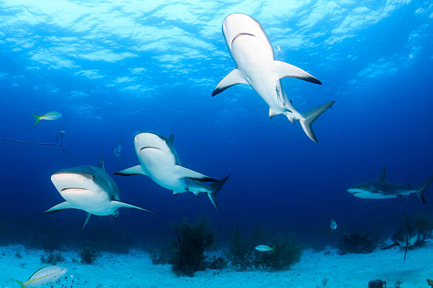 istock Group of Sharks Patrolling a Reef 543999564