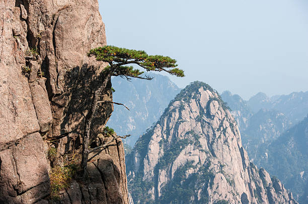 Pine tree on cliff edge, Huangshan Mountain Range in China Huangshan Mountain Range - Anhui Province - China. Scenic landscape with steep cliffs and trees during a sunny day huangshan mountains stock pictures, royalty-free photos & images