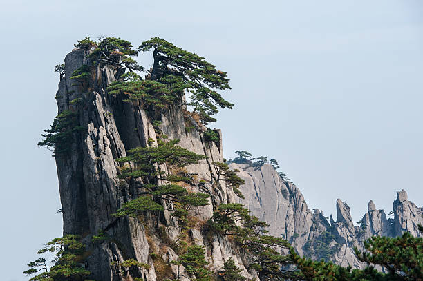 istock Pine trees on cliff edge, Huangshan Mountain Range in China 543999900