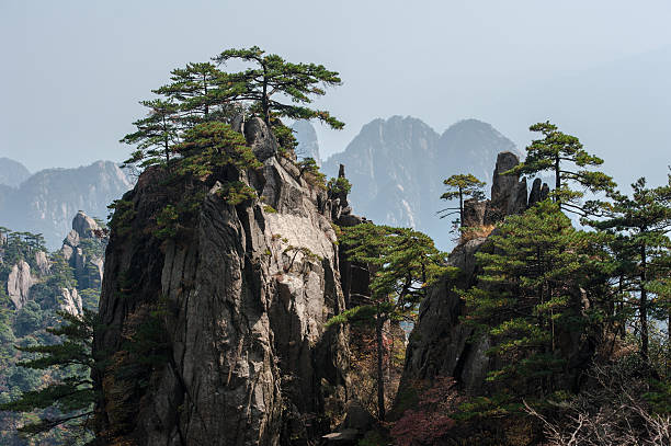 istock Pine trees on cliff edge, Huangshan Mountain Range in China 543999908