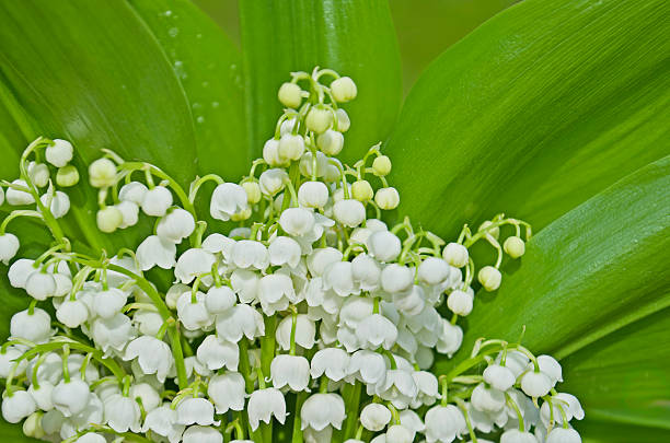 istock Blooming lilies of the valley 543999964