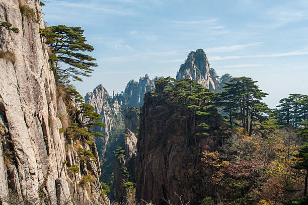 istock Pine tree on cliff edge, Huangshan Mountain Range in China 544000316