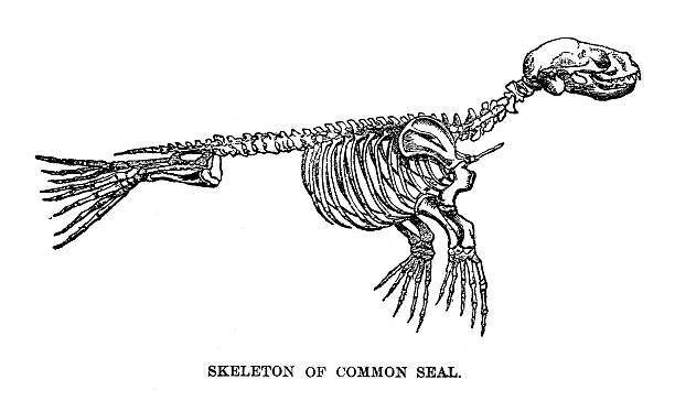 skelett des gemeinsamen dichtung - animal skull illustrations stock-grafiken, -clipart, -cartoons und -symbole