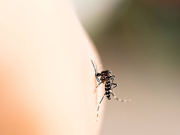 picada de mosquito na pele humana (foco seletivo) - dengue - fotografias e filmes do acervo