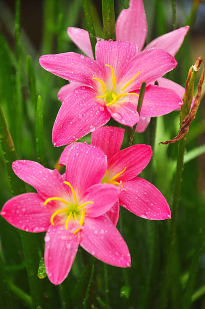 pioggia lilly fiore rosa nella stagione delle piogge, thailandia - zephyranthes lily foto e immagini stock