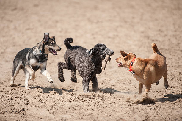 Playing in a dog park on a sunny summer day. Poodle, husky, shepherd, retriever, mutt, mix.