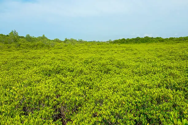 Photo of Ceriops Tagal field in mangrove forest located at Rayong