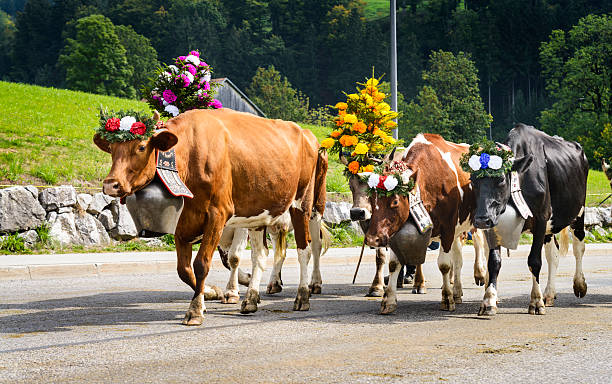 transumanza evento charmey - mountain cabin european alps switzerland foto e immagini stock