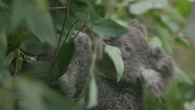 Koala Baby Chewing Eucalyptus Leaves