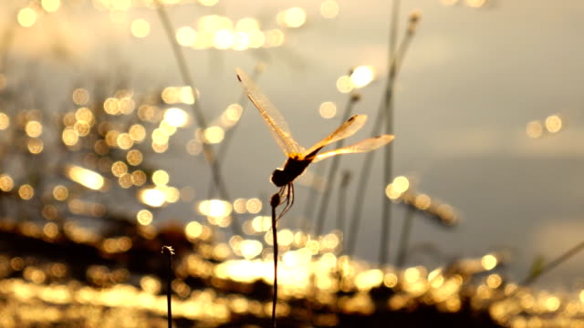Dragonfly slow motion