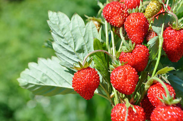 istock Bush of ripe red strawberry 544094262