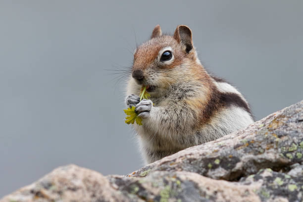 istock Golden-mantled Ground Squirrel - Jasper National Park, Canada 544094796