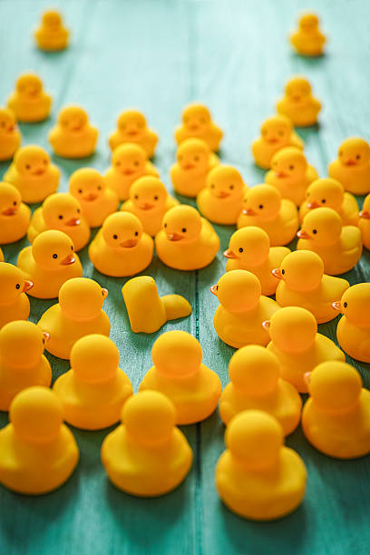 istock Crowd of ducks gathered around a dead duck. 544095088