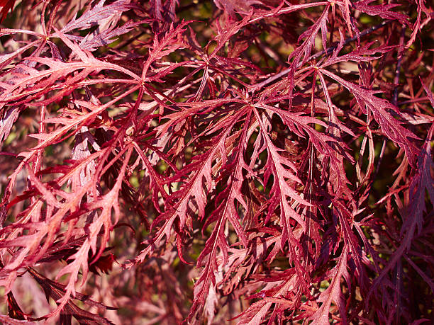 istock Red Japanese maple leaves 544095418