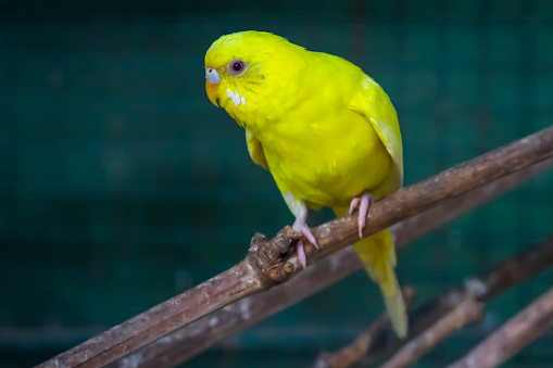 Cute domestic pet bird, parrot close-up