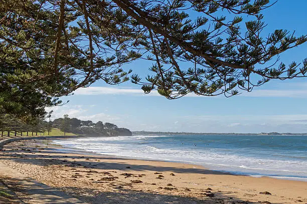 View of Torquay surf beach promenade along Norfolk Pine trees on foreshore in Victoria, Australia